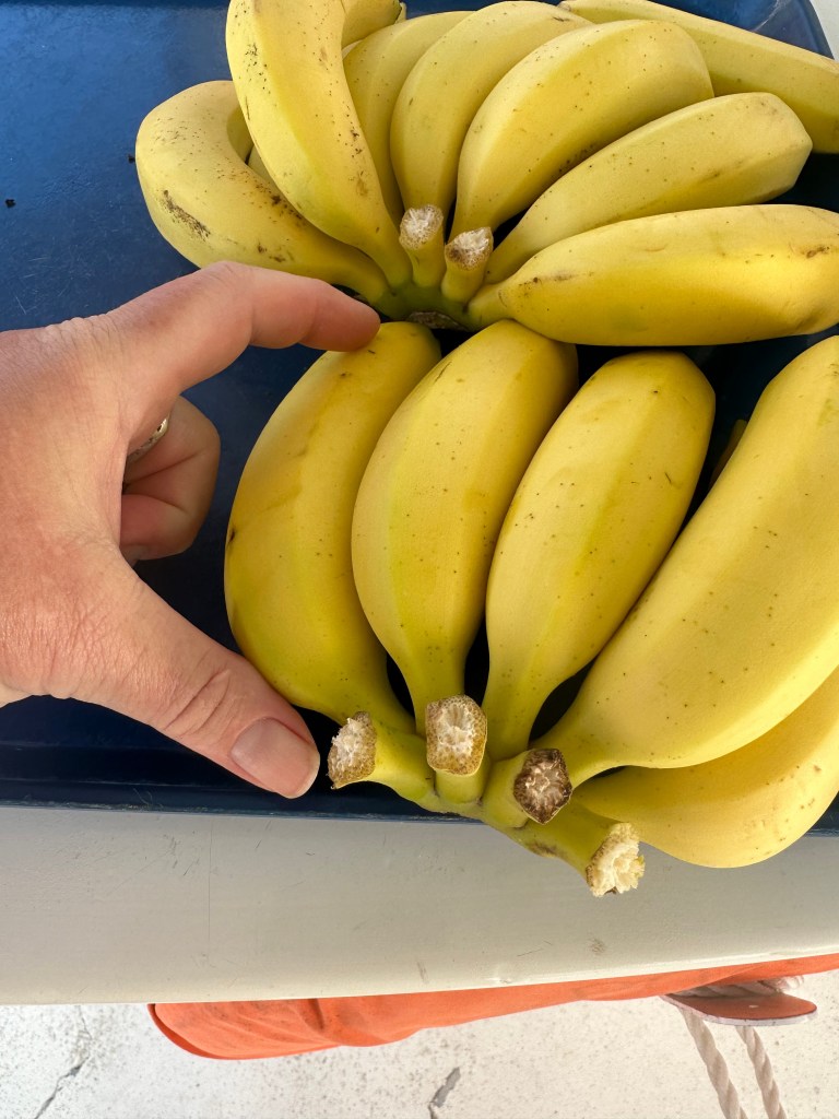 Small bananas